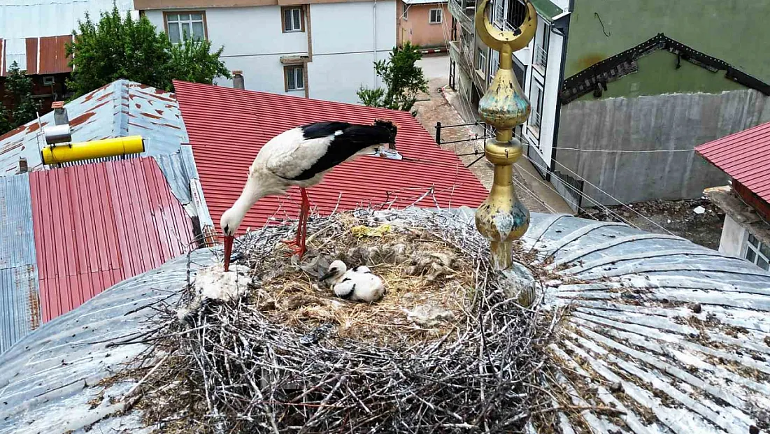 25 yıl sonra ilçeye gelen leylek ailesinde 1 yavru sağ kalabildi