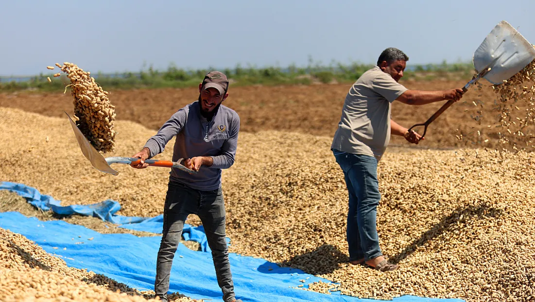 Adana’da yer fıstığında hasat başladı