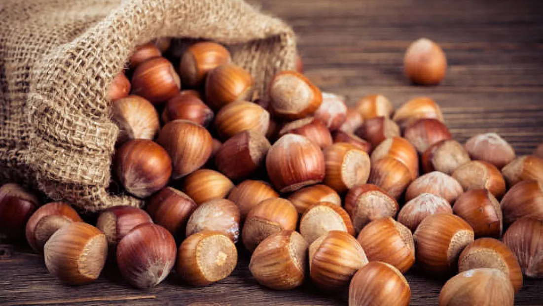 Bartın’da fındık 207 TL’den satışta