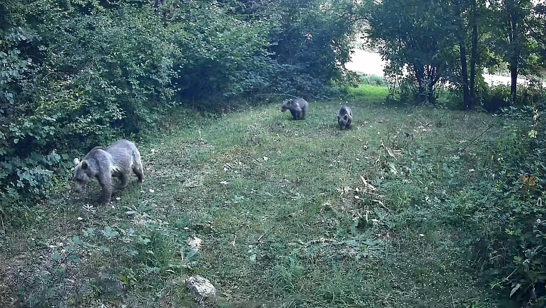 Bolu ormanlarında yaban hayatı fotokapanlara takıldı