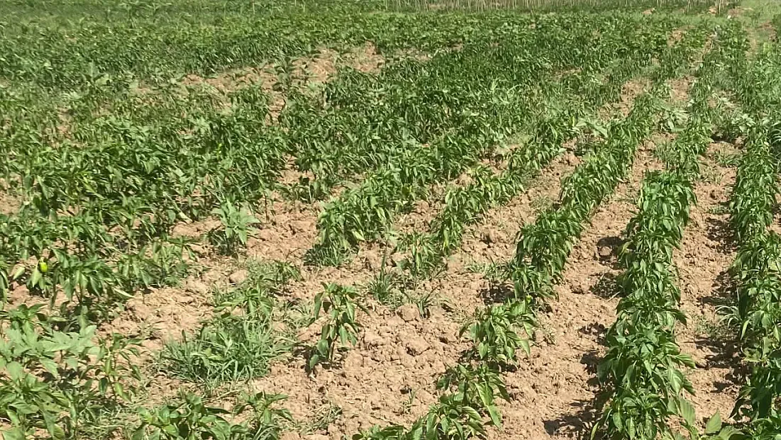 Çarşamba'da planlı üretim için saha mesaisi sürüyor