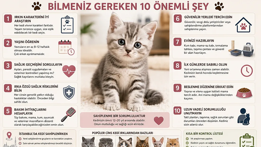 Cins Kedi Sahiplenmeden Önce Bilmeniz Gereken 10 Önemli Şey