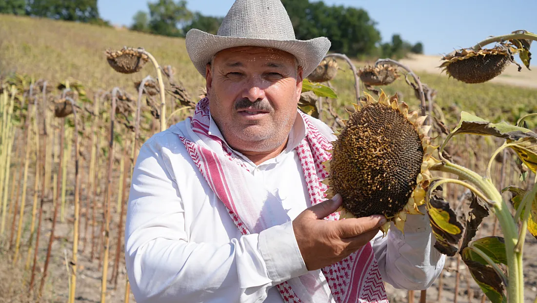Edirne’de ayçiçeğinde bereket umudu