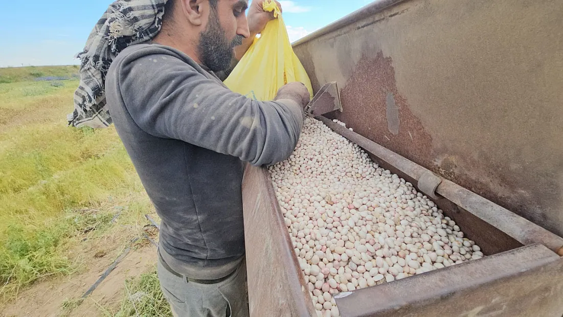 Fasulye ekim mesaisi başladı