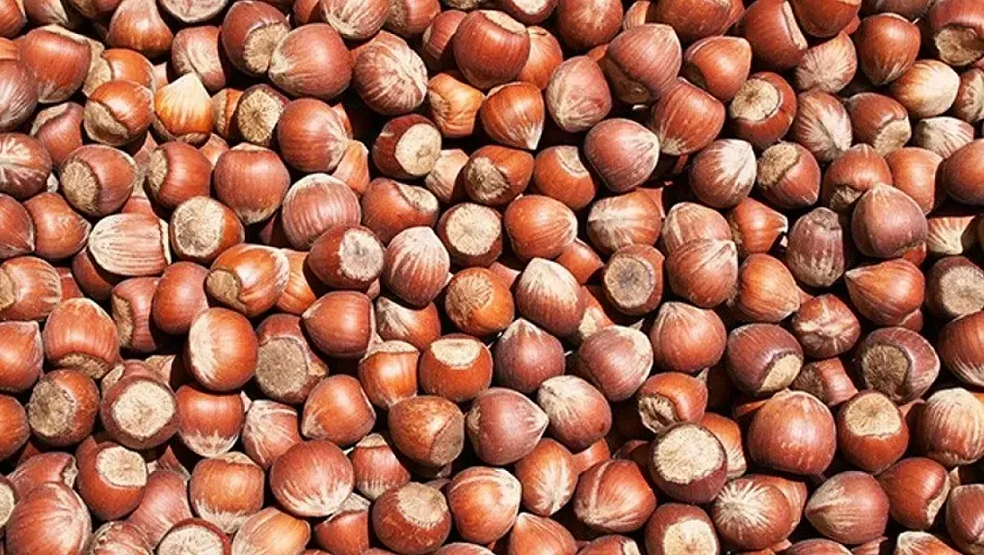 Giresun’da fındık fiyatları 240 TL’ye dayandı!İşte güncel fiyatlar