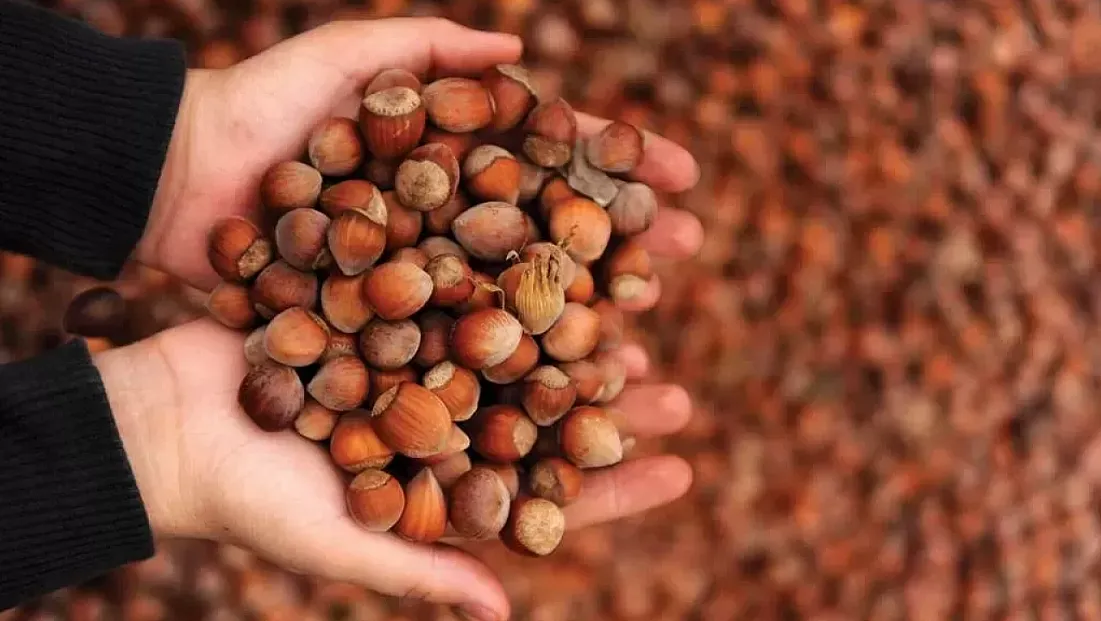 Giresun kalite zirvede: 240 TL sınırı zorlanıyor