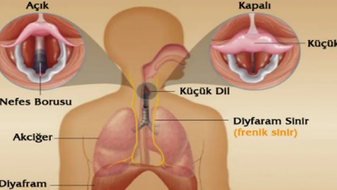 Hıçkırık Neden Tutuyor, Nasıl Geçiyor?