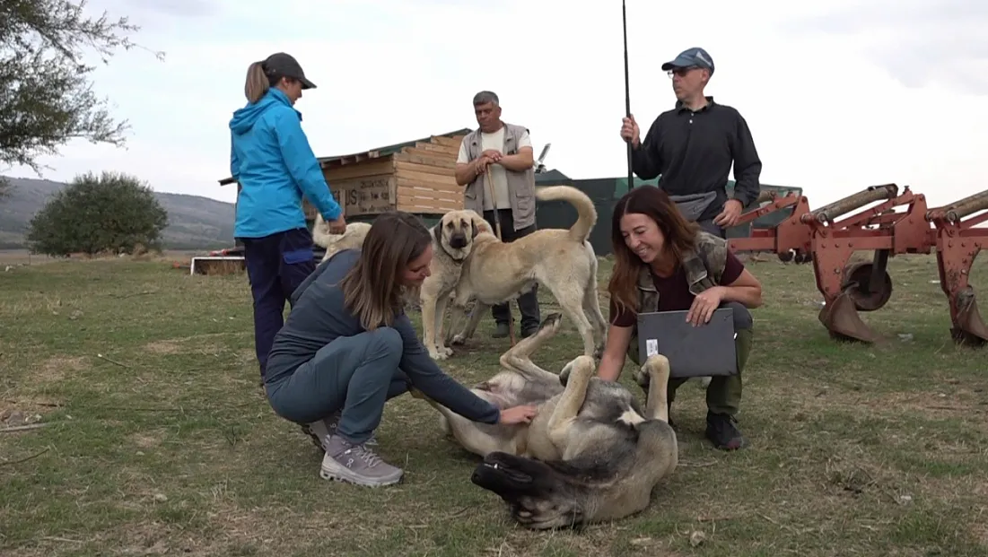İtalyan uzmanlar Türk çoban köpeklerine hayran kaldı