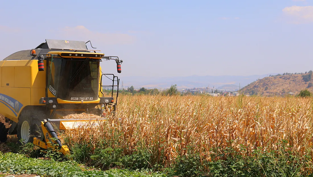 Kahramanmaraş’ta mısır tarlalarında hasat mesaisi