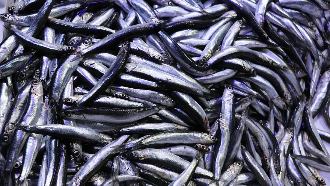 Karadeniz’de hangi balık türleri var?