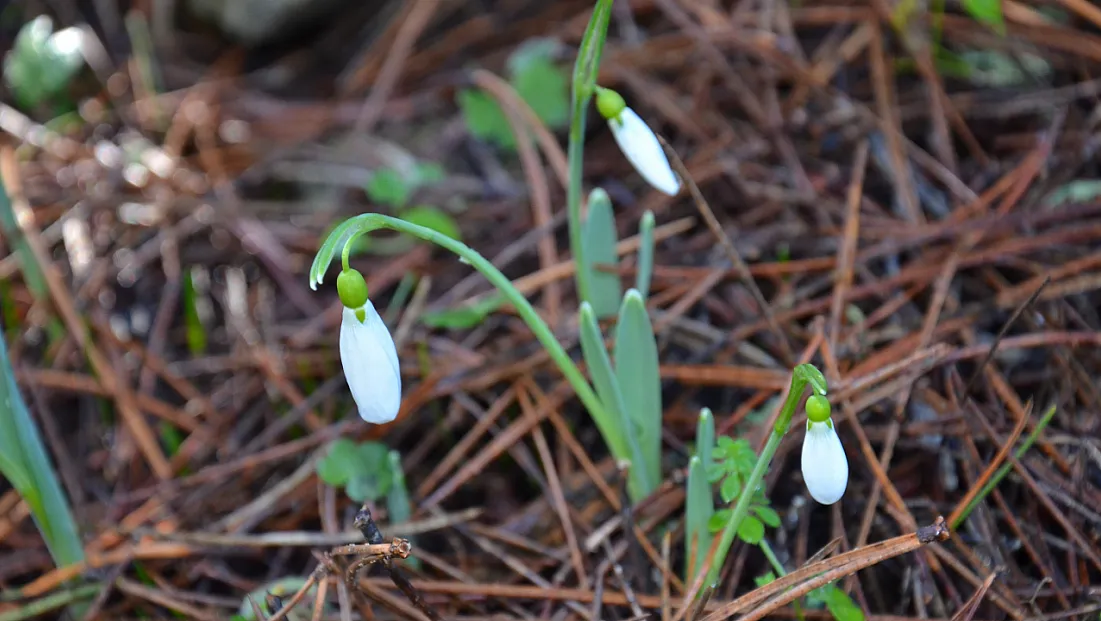 Kardelenler Erken Açtı, Cezası Rekor seviyede