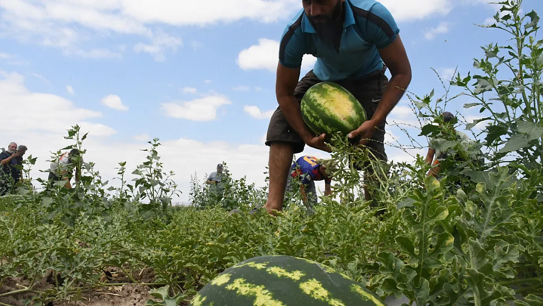 Kavurucu sıcakta karpuz mesaisi! Sekili'de hasat tüm hızıyla başladı
