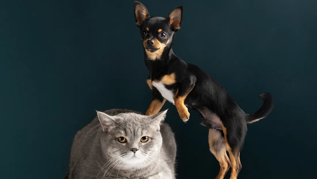 Kedi ve Köpeklerin Sağlık İhtiyaçları Yaşam Boyunca Değişiyor