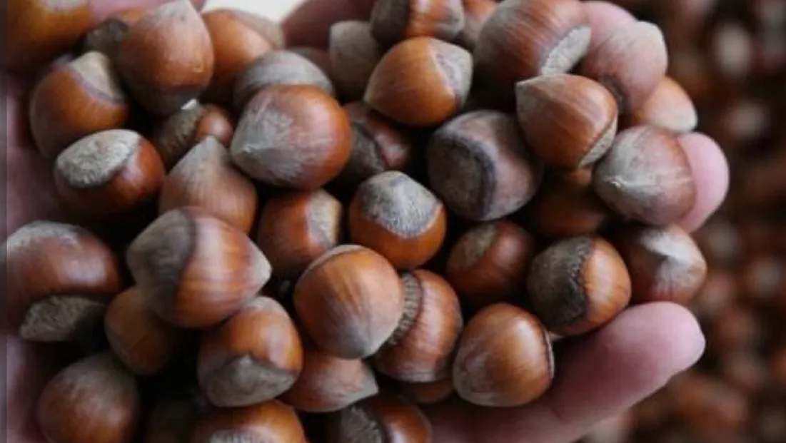 Kocaeli'de fındık değerleniyor: Güncel fiyat listesi belli oldu