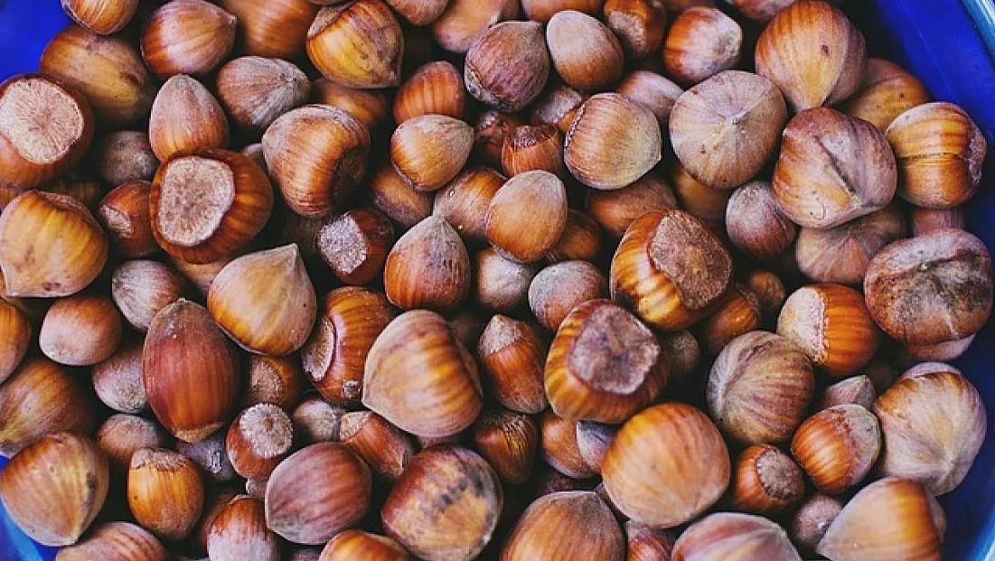 ​Kocaeli'de fındık fiyatları stabil: İşte güncel fiyat listesi