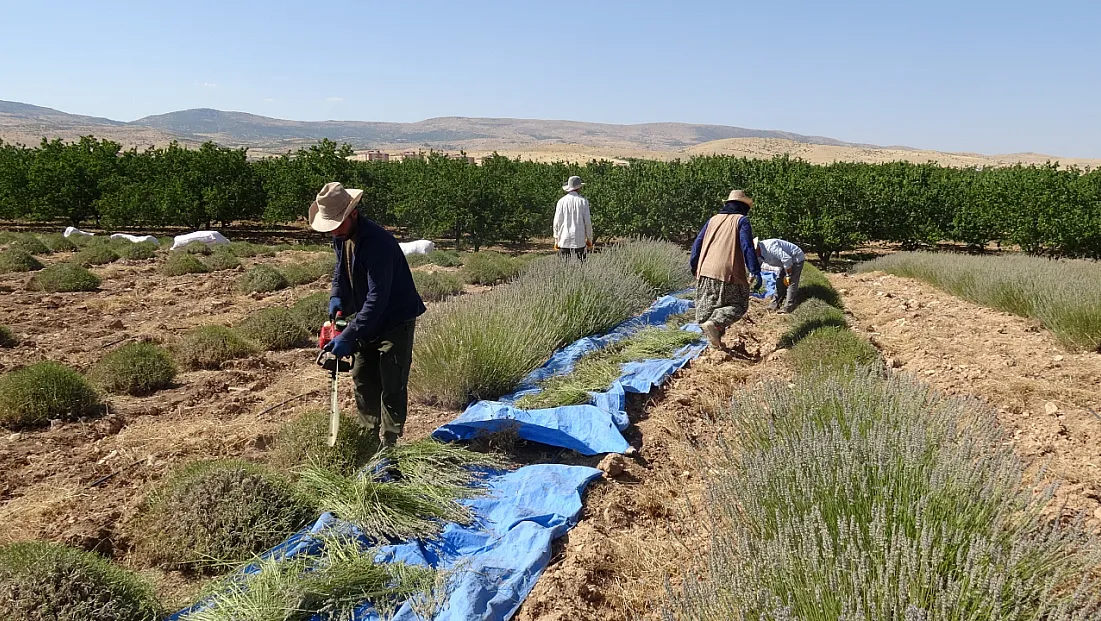 Lavantalar toplandı, emekler tarlaya döküldü