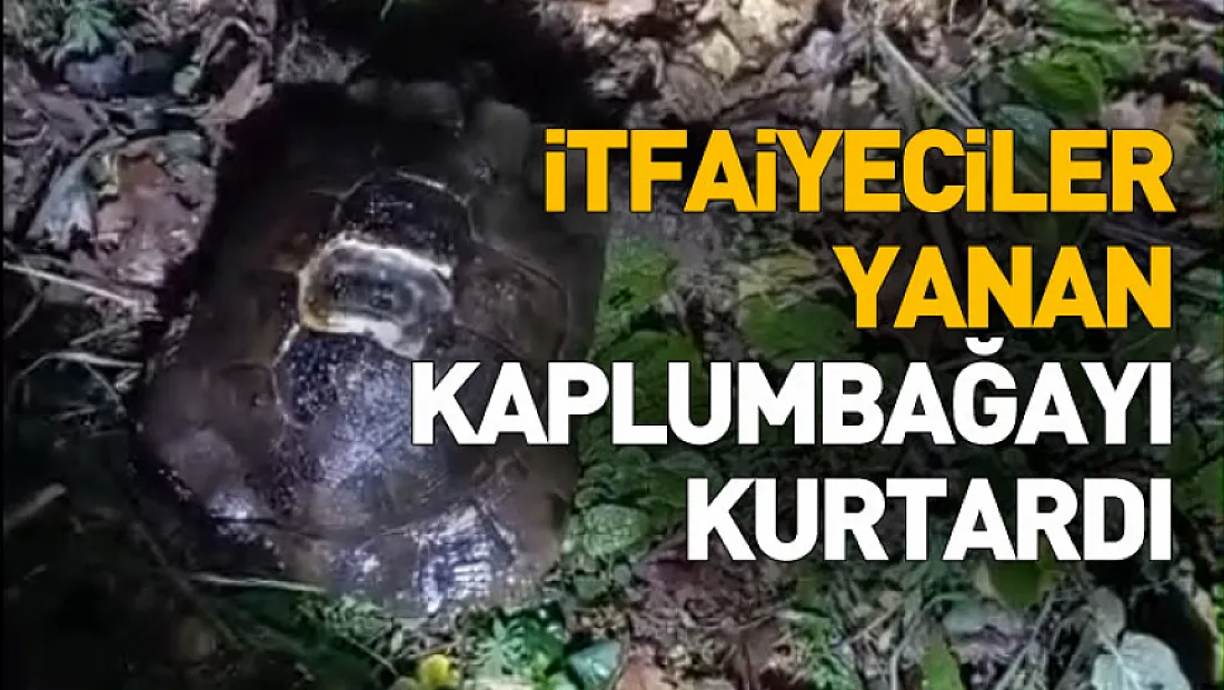 İtfaiyeciler Yanan Kaplumbağayı Kurtardı