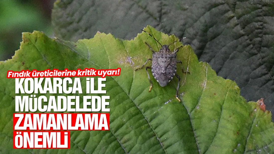 Kahverengi kokarca ile mücadelede kimyasal mücadele uyarısı