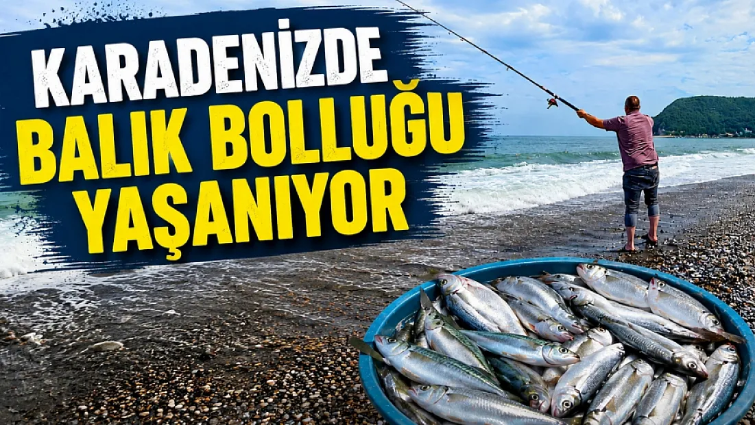 Karadeniz’de balık bolluğu yaşanıyor