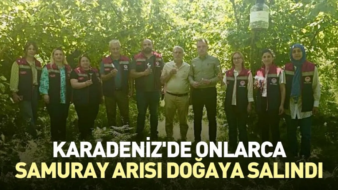 Karadeniz'de onlarca Samuray arısı doğaya salındı