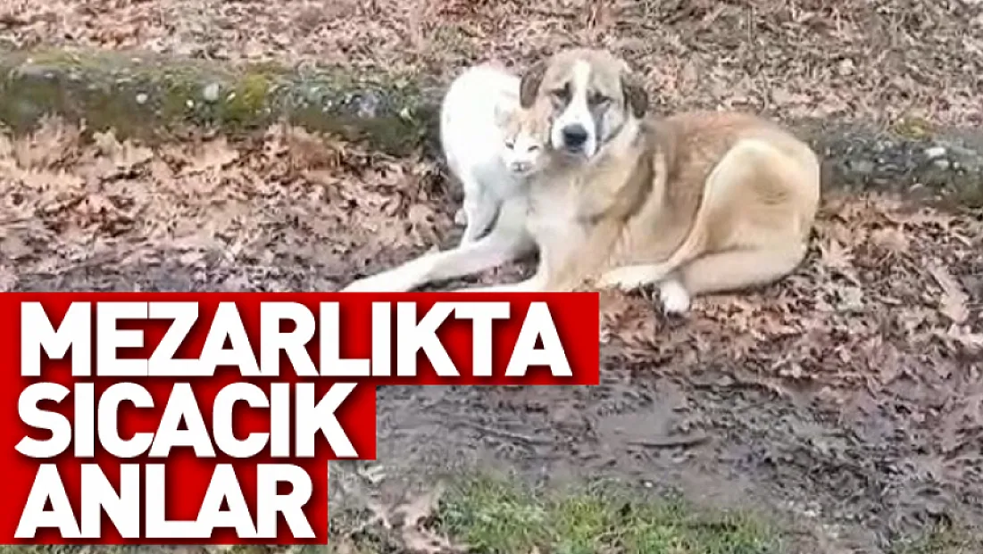 Mezarlıkta Sıcacık Anlar