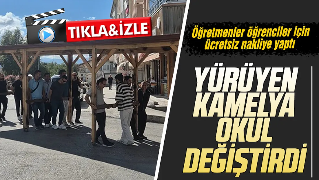 Öğretmenlerden takdir toplayan davranış: Okul'daki dayanıksız dev kamelyayı 200 metre taşıdılar!
