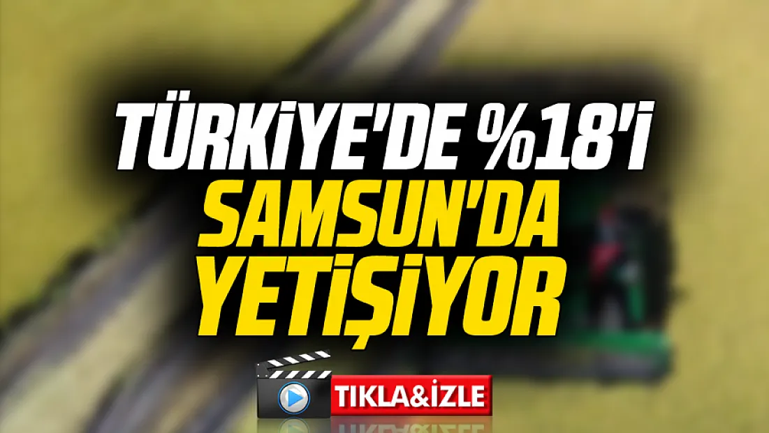 Samsun Bafra'da Çeltik Hasat Günü: Ağalık geliri tarım lisesine bağışlandı