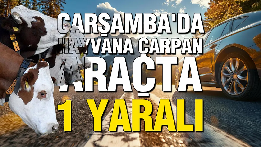 Samsun Çarşamba'da kaza: Büyükbaş hayvana çarpan araçtaki yolcu hastanelik oldu