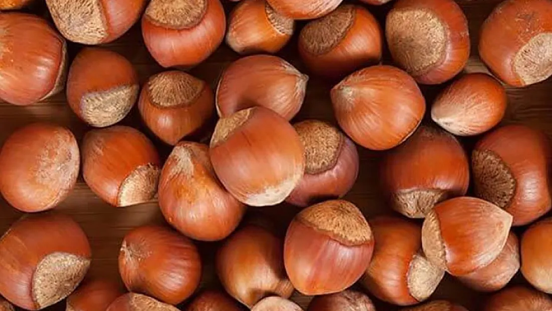 Samsun’da fındıkta 220 TL eşiği aşıldı : İlçelerde tablo yukarıyı gösteriyor