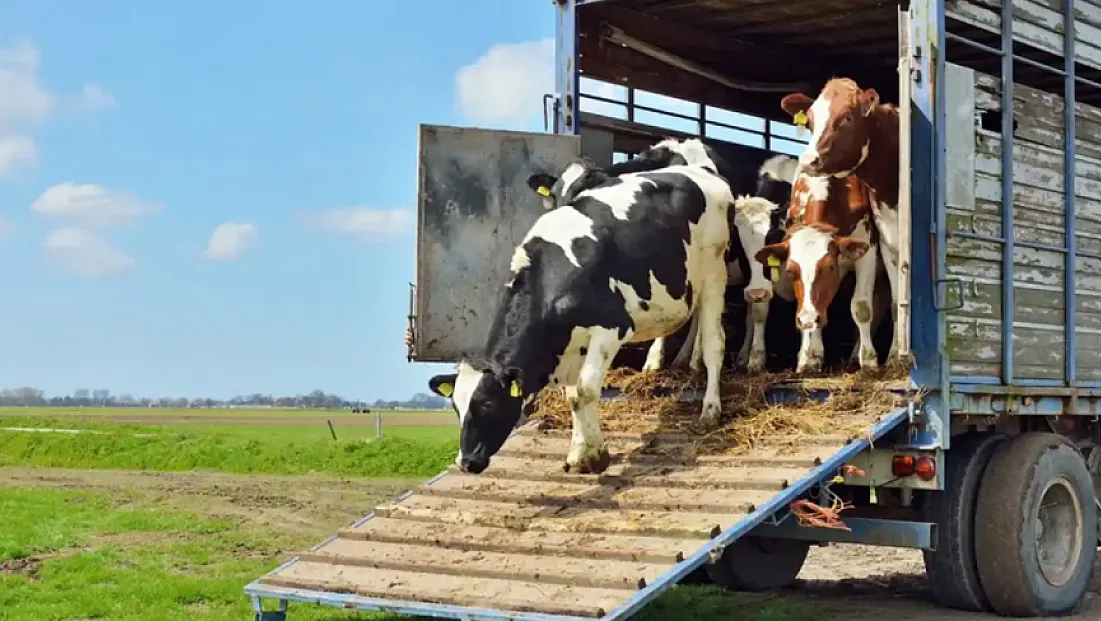 Samsun'da hayvan nakillerinde refah ve korunma eğitimi ile sınavı yapılacak