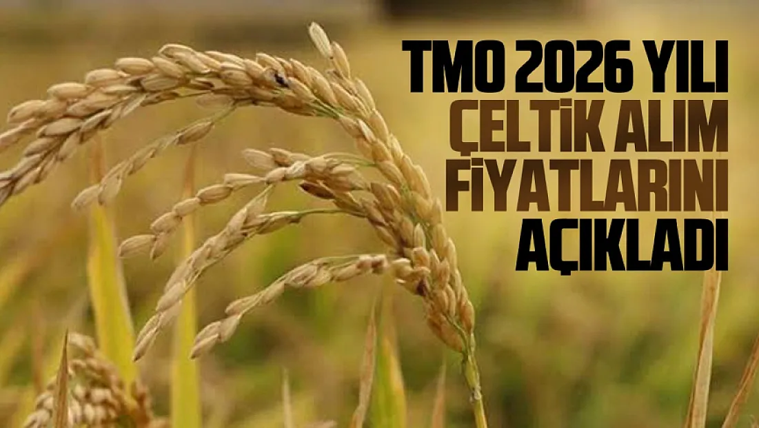 TMO çeltik alım fiyatları açıklandı