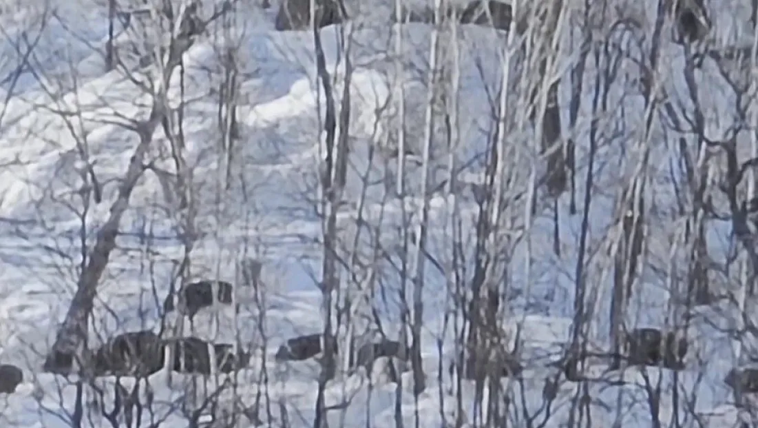 Munzur Vadisi’nde domuz sürüsünün kış mücadelesi