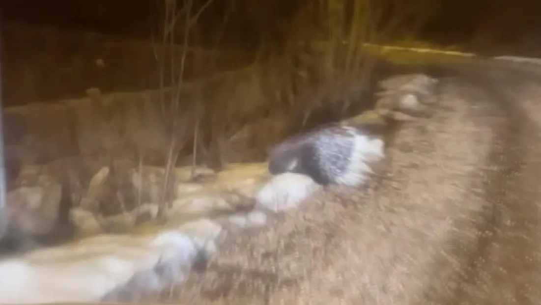 Oklu kirpi ortaya çıktı