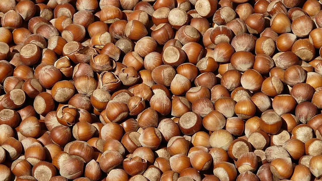 Ordu’da fındık kaç TL oldu?İşte güncel fiyatlar