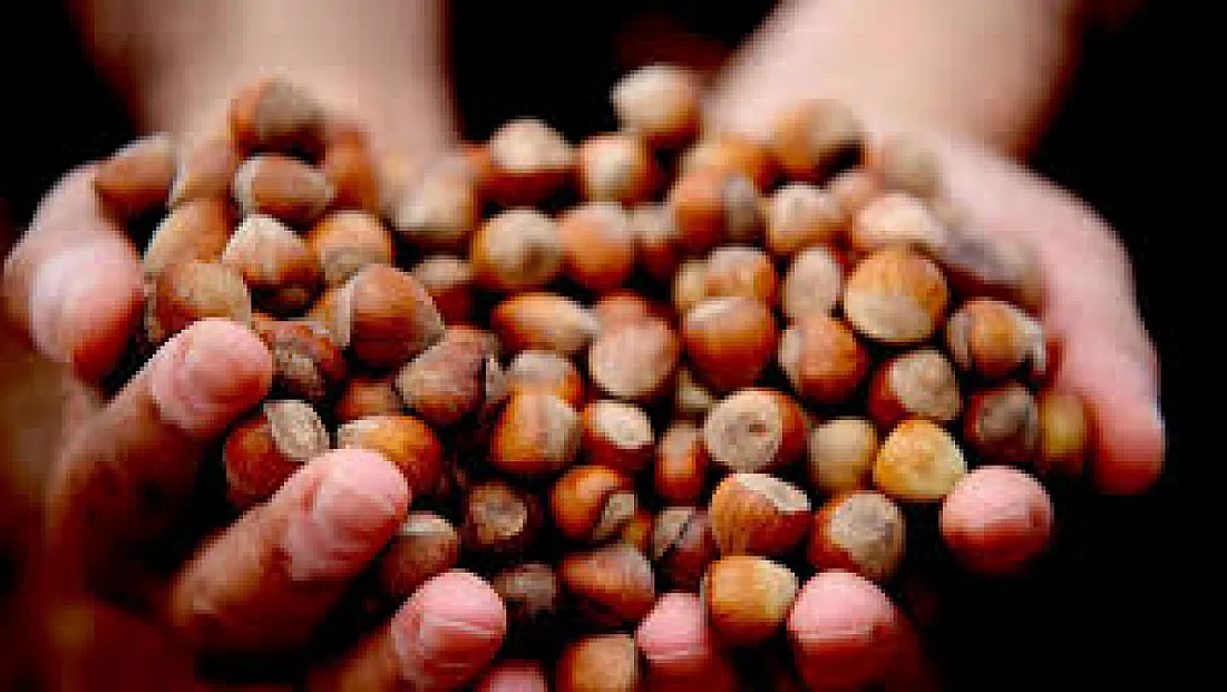 Sakarya’da fındık fiyatları yeniden şekilleniyor