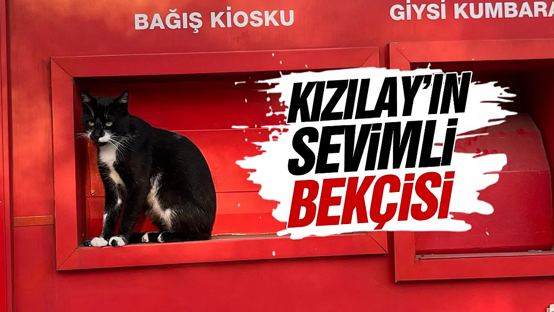 Samsun’da Kızılay Kiosku kedi tarafından korunuyor