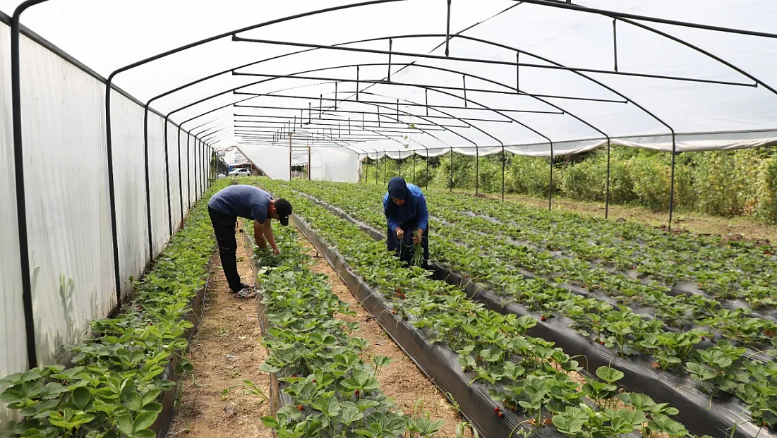 Sera Desteğiyle Kırsalda Yeni Kazanç Kapıları Açıldı