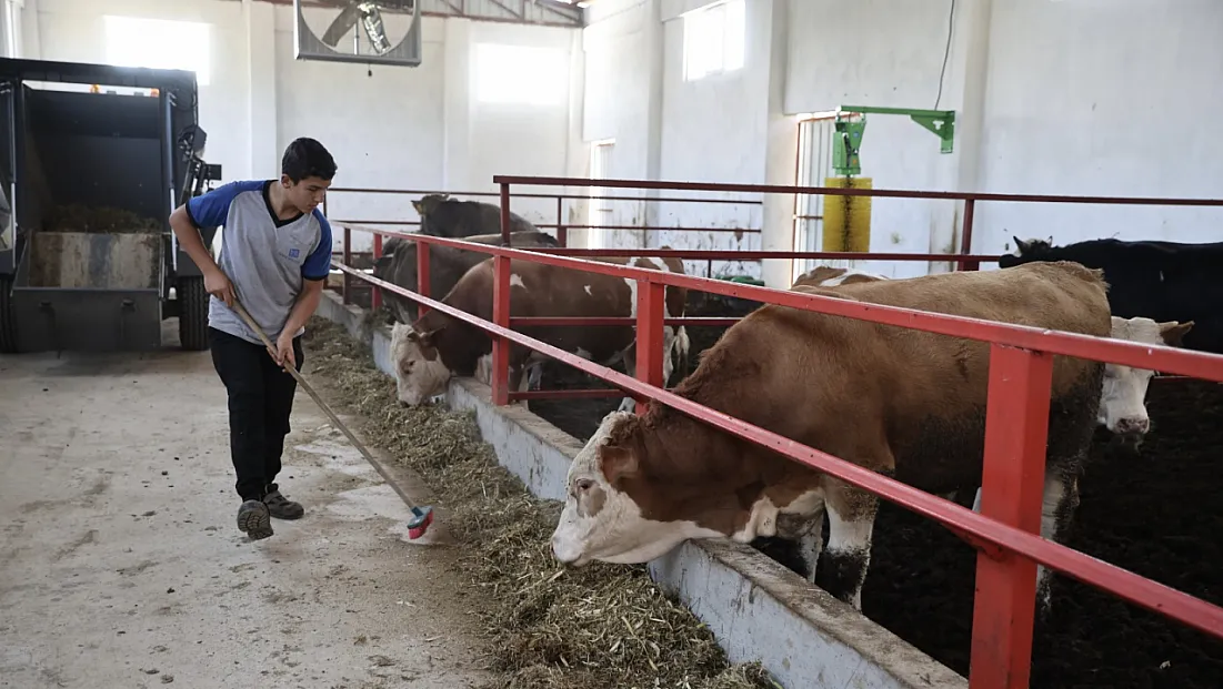 Sinop'ta bir ilk: Devlet destekli dev tesis kırmızı et üretimine başladı!
