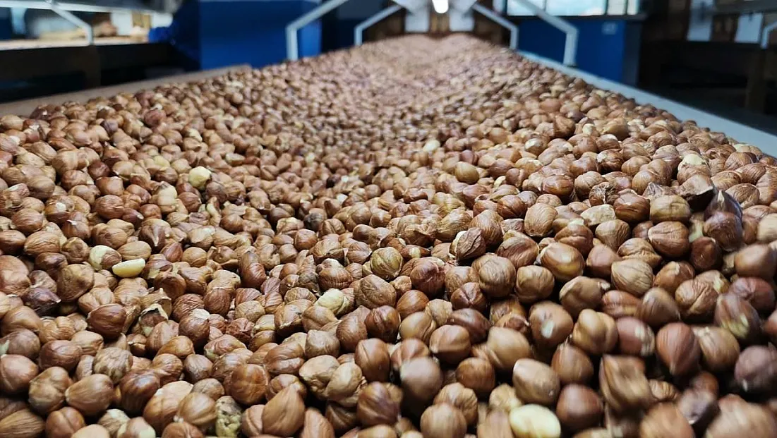 Trabzon’da ibre yukarı: 236 TL seviyesi görüldü