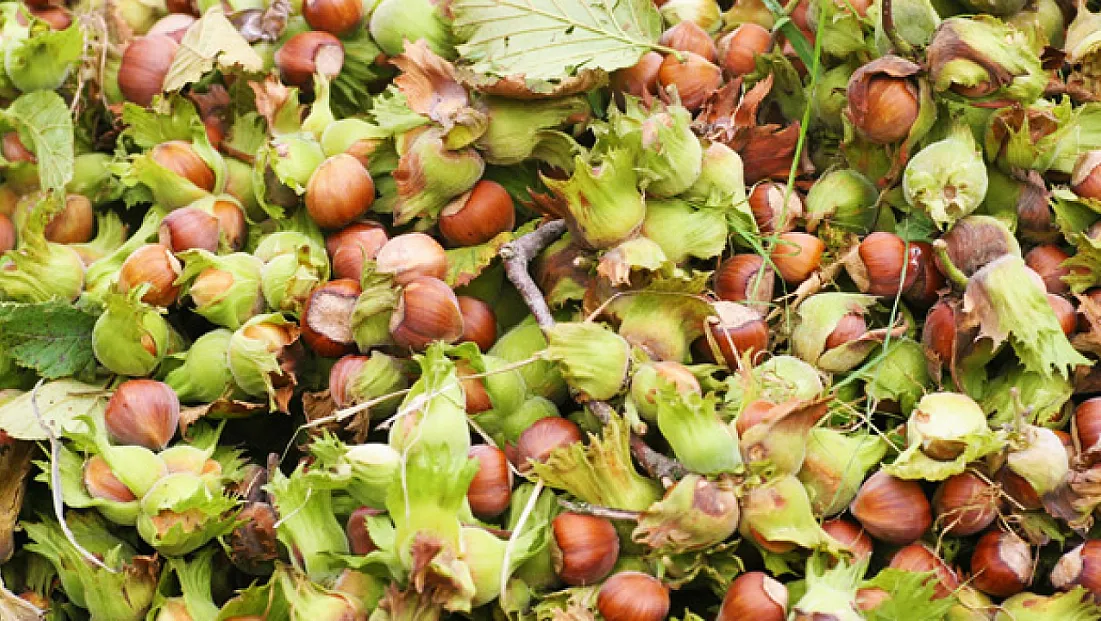 Trabzon’da üretici mutlu: Fındık fiyatları yükselişte