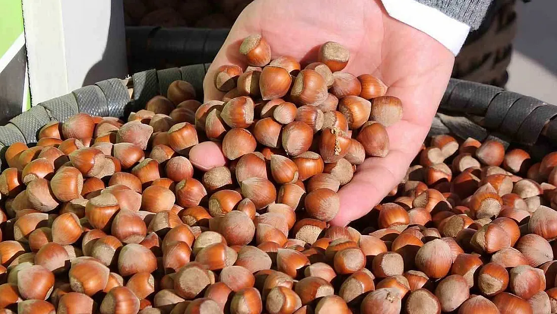 Üretici satmıyor, fiyat yükseliyor! Giresun'da fındık fiyatları belli oldu