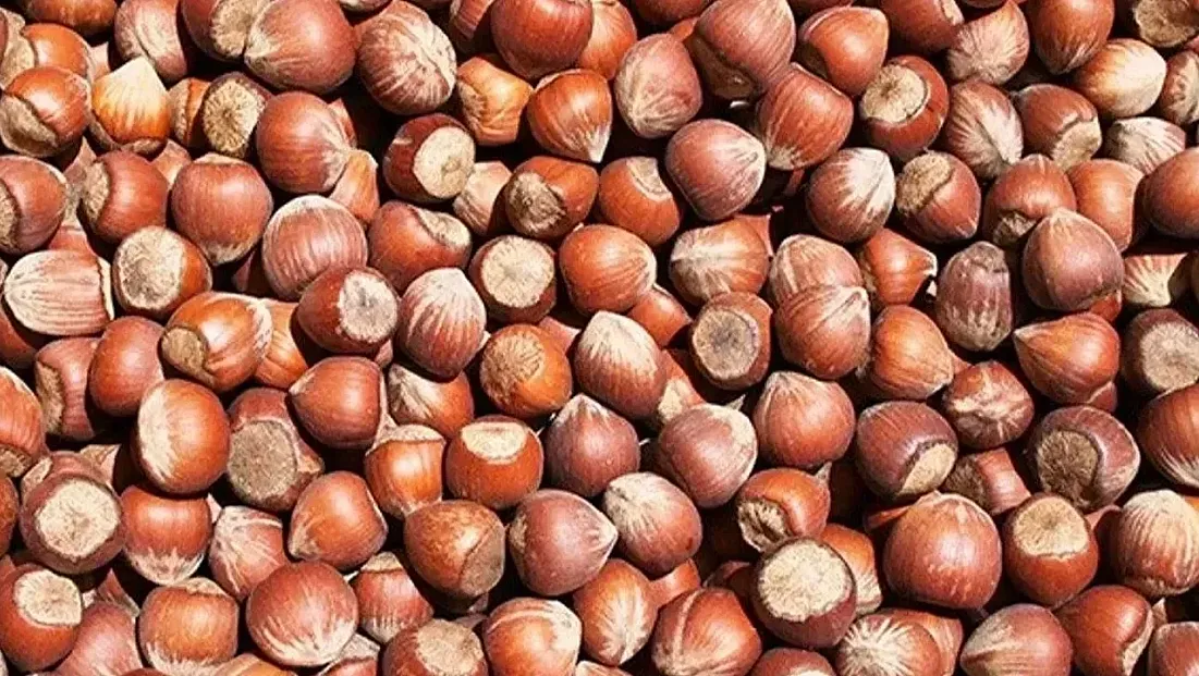 Zonguldak'ta fındık  fiyatları 210 TL sınırını aştı