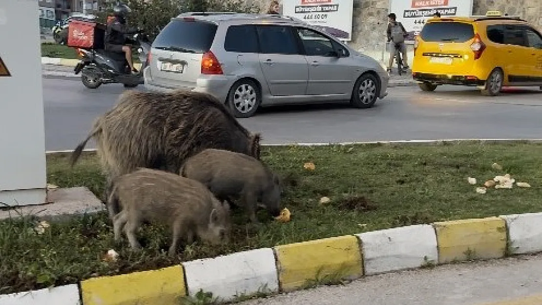 Yaban domuzu besleyenlere para cezası