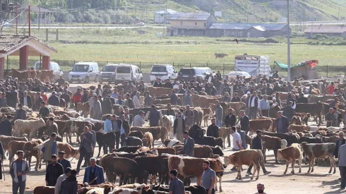 Batıya 80 bin kurbanlık gönderildi