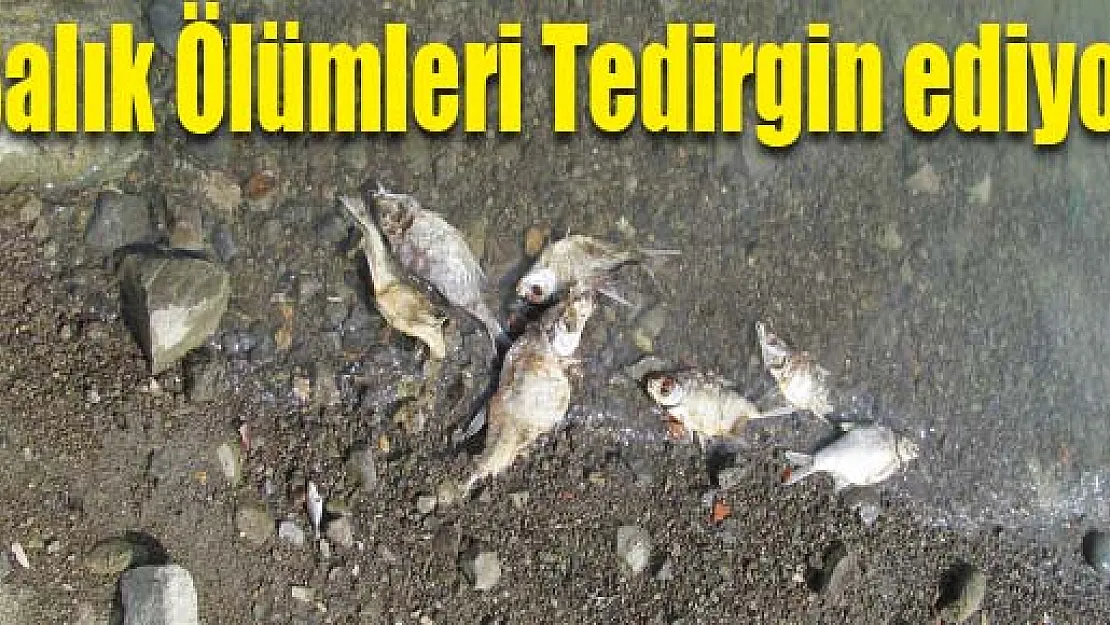 Balık Ölümleri Tedirgin ediyor