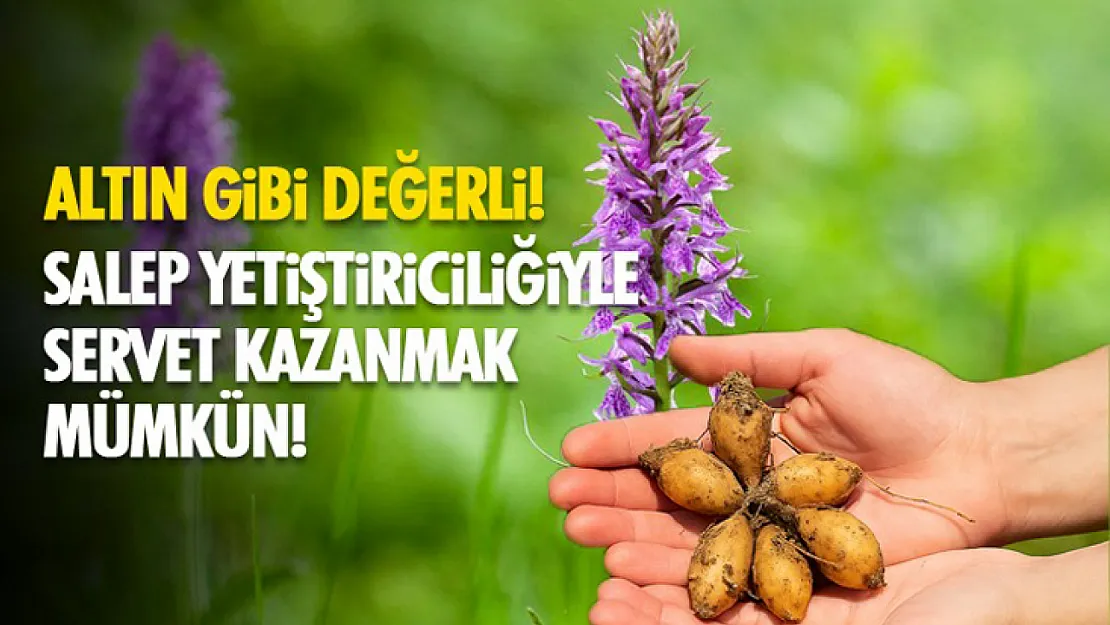Altın Gibi Değerli: Salep Yetiştiriciliğiyle Servet Kazanmak Mümkün!