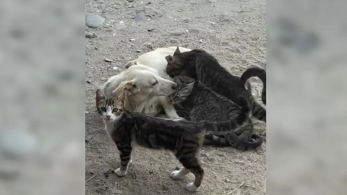 Anne köpek yavru kedilere annelik yapıyor