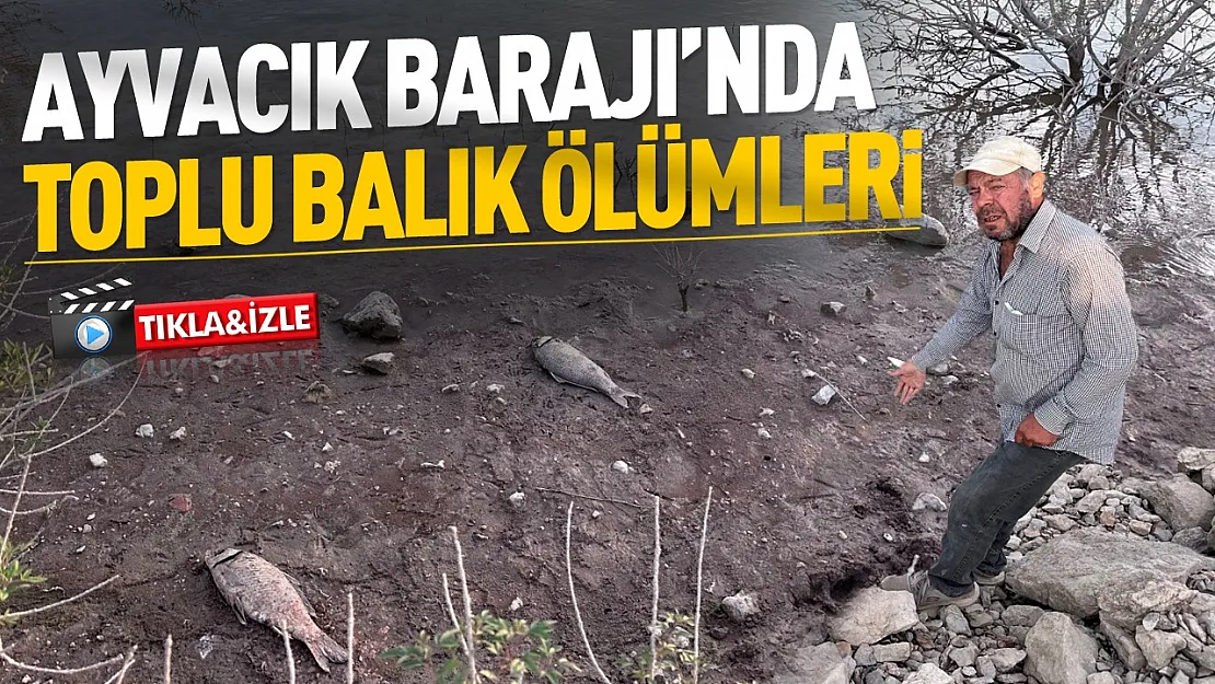 Ayvacık Barajı'nda balıklar ölüyor