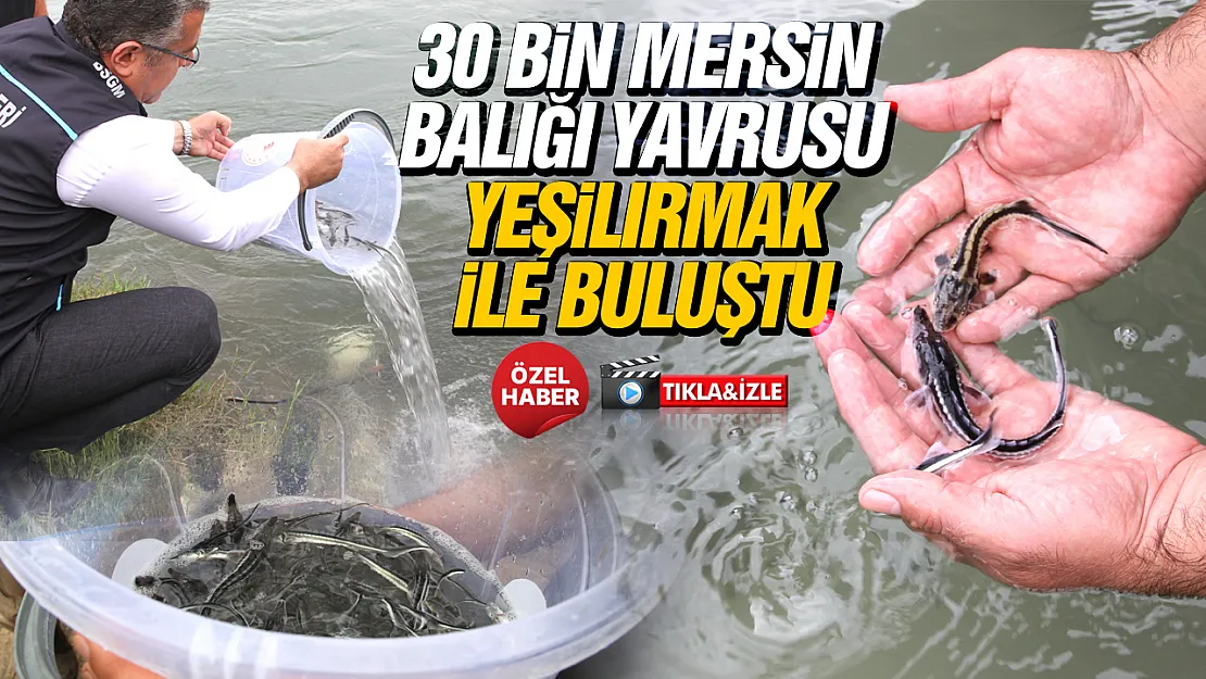 Çarşamba'da Mersin balıkları doğal yaşamla buluştu