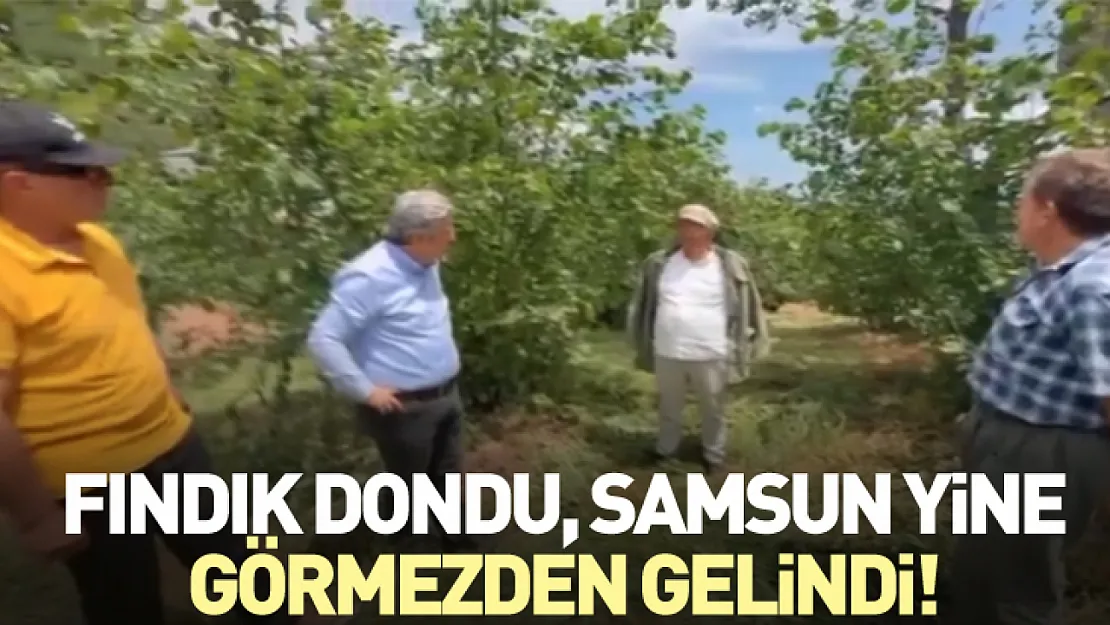 Fındık Dondu, Samsun yine görmezden gelindi!